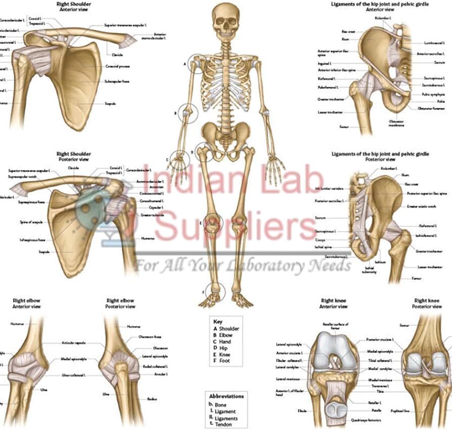 Human Skeleton System Chart